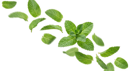 Fresh mint leaves scattered and floating in motion against a white background © Sapphire