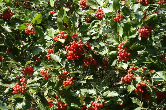 Red fruits in green leafage of Aria edulis tree in September