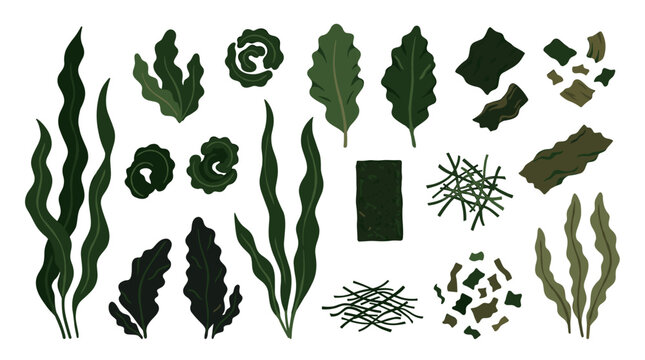 Collection of digital vector art representations of various seaweeds and aquatic plants in shades of green and brown, isolated elements for design