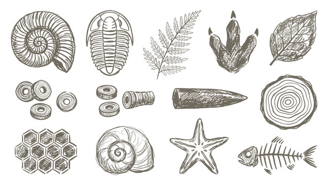 Hand drawn vector illustration set of natural history fossils, shells, leaves, and wildlife elements, antique etching style, scientific nature study