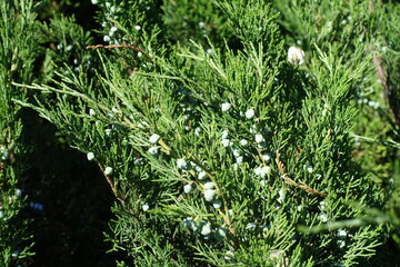 Berry-like cones on branches of savin juniper in June © Anna