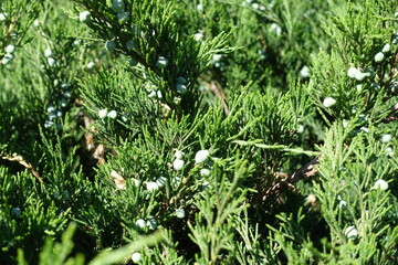 Berry-like cones on branches of savin juniper in June © Anna