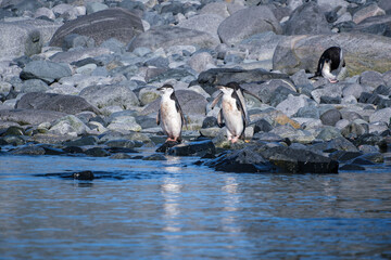 Fototapeta premium Gentoo penguins and chinstrap penguins in the South Shetland Islands, Antarctica