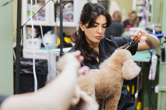 Female groomer cuts the hair of a brown poodle at a pet salon