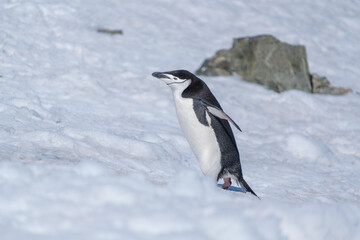 Obraz premium The Chinstrap Penguins in the snow of Half Moon Island, South Shetland Islands, Antarctica