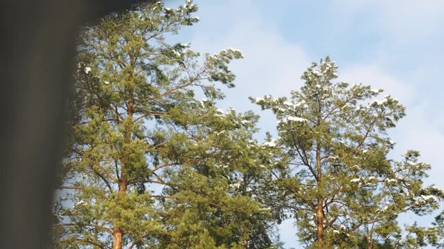 View from a house window of a winter pine forest as light snow falls from the trees beneath a clear blue sky.