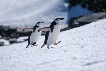 Obraz premium Chinstrap penguins in the snow on Half Moon Island, South Shetland Islands, Antarctica