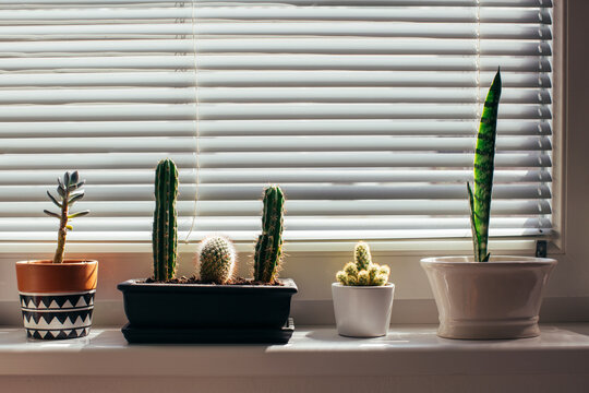 Little flower pots on windowsill