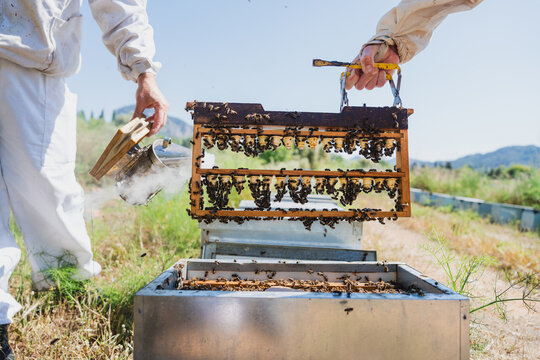 Male beekeepers inspect a breeding frame at a rural apiary