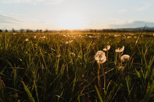 Dandelion in a sunny spring field at sunset