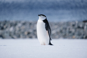 Obraz premium Chinstrap penguins in the snow on Half Moon Island, South Shetland Islands, Antarctica