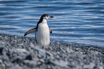 Fototapeta premium Chinstrap penguins on the beach of Half Moon Island in the South Shetland Islands, Antarctica