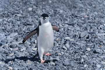 Fototapeta premium Chinstrap penguins on the beach of Half Moon Island in the South Shetland Islands, Antarctica