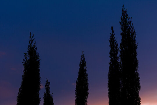 SILUETAS DE CIPR&Eacute;S EN UN BELLO Y COLORIDO ATARDECER