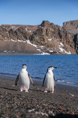 Obraz premium Chinstrap penguins on the beach of Deception Island, South Shetland Islands, Antarctica