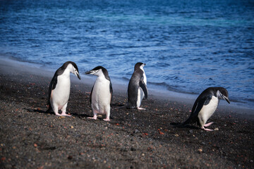 Obraz premium Chinstrap penguins on the beach of Deception Island, South Shetland Islands, Antarctica