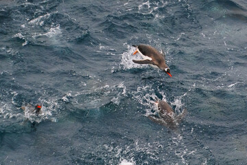 Gentoo penguins swimming in the sea in Antarctica © Kevin