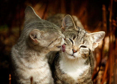 Two young cats groom each other outdoors