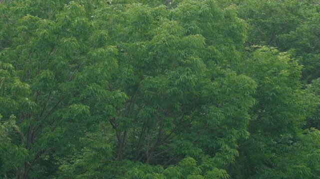 Close-up of Grass with Forest Background