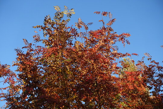 Colorful autumnal foliage of Sorbus aucuparia with red fruits against blue sky in October