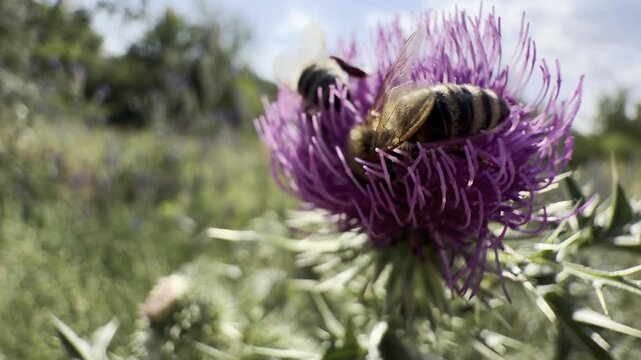 Two honey bees feeding on a purple thistle flower in a sunny summer meadow. Macro pollinator scene with a soft green bokeh background and blue sky