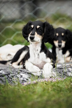 cute saluki puppy resting outdoors