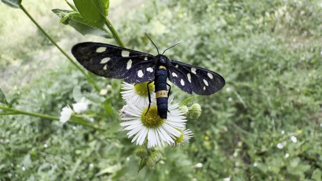 spotted nine-spotted moth spreads its wings on white fleabane flowers to attract a mate in a sunny summer meadow. Macro insect behaviour scene