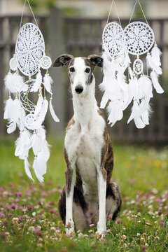 beautiful brindle galgo dog sitting outdoors on grass