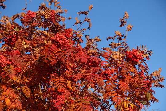 Colorful autumnal foliage of Sorbus aucuparia with red fruits against blue sky in October