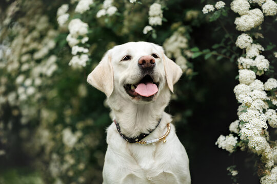 happy labrador retriever dog portrait outdoors in summer