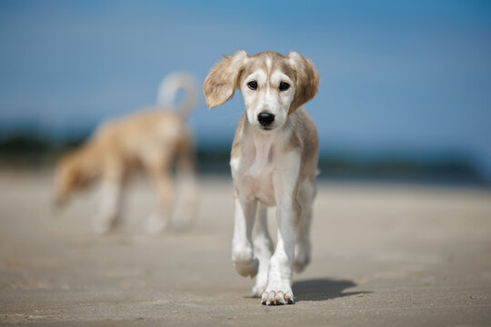 cute saluki puppy walking on the beach, close up shot