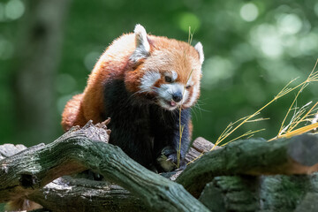 Fototapeta premium little red panda on a branch
