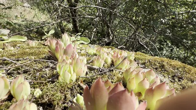 Low macro flyover above moss and Sempervivum rosettes in a sunny forest. Gentle summer breeze, natural light and shallow depth of field create a peaceful woodland scene