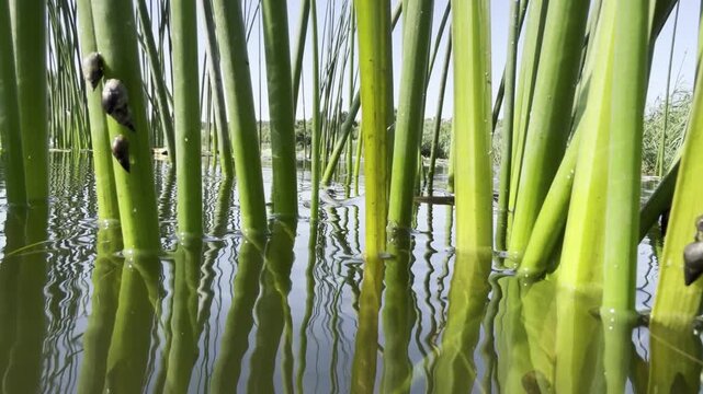 Freshwater pond snails on green club-rush stems above calm, reflective water in bright summer sunlight. Low-angle wetland macro scene