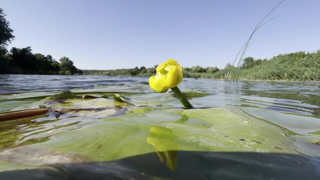 Water-level close-up of a blooming yellow water lily among floating leaves on a calm river, with reeds and a wooded bank under a clear blue summer sky in warm morning light