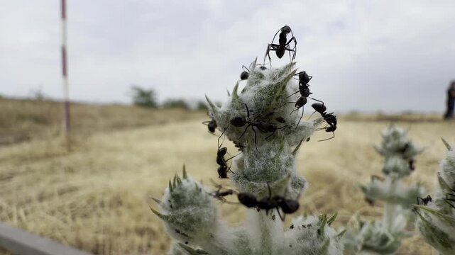 Macro close-up of large black ants tending aphids on the woolly silver flower head of a spiny plant in a dry meadow under a soft overcast sky