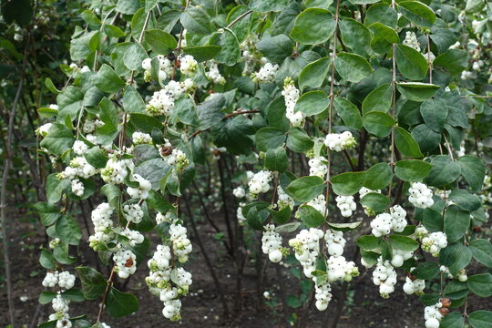 Round white berries in the leafage of Symphoricarpos albus in September