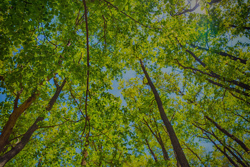 Fototapeta premium green forest in spring time