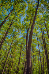 Fototapeta premium tree in the forest