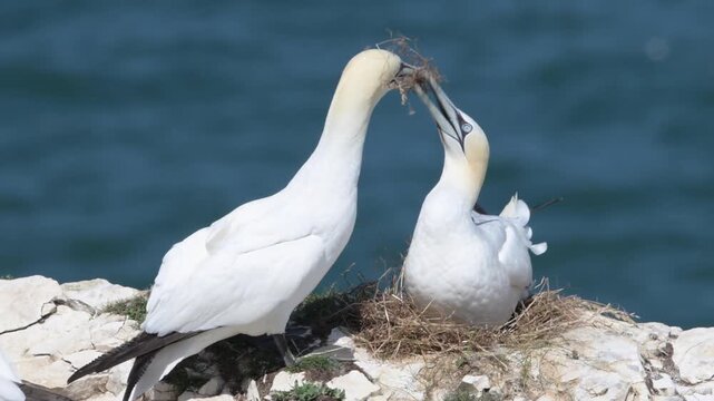 Northern gannet pair on a nest at the cliff edge of Bempton Cliffs