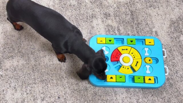A black and tan dachshund dog uses its nose to solve a bright blue treat dispensing puzzle board on gray carpet, mental enrichment that fights boredom and slows fast eating.