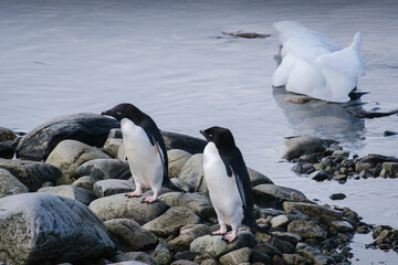 Fototapeta premium Antarctica, Portal point of the Antarctic Peninsula, Gentoo penguin natural scenery