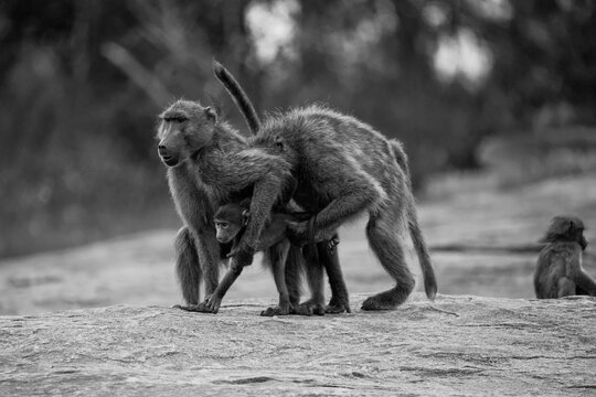 Baboon troop on rocky ground, dramatic black and white