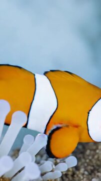 Clownfish Living in a Bleached Sea Anemone