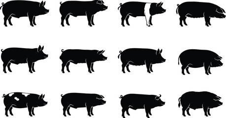 Collection of pig breed silhouettes showing different body shapes and markings isolated on white background for farm and educational design © Sohel