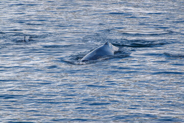 natural landscape of whales in Antarctica © Kevin