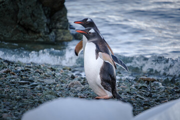 Obraz premium Antarctica, Danco Island, Antarctic Peninsula, Gentoo penguin natural scenery