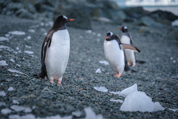 Fototapeta premium Antarctica, Danco Island, Antarctic Peninsula, Gentoo penguin natural scenery