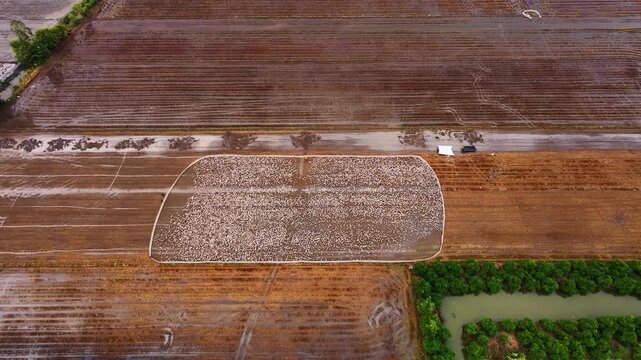 Aerial view of free-range ducks foraging on a harvested rice field