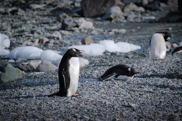 Fototapeta premium Antarctica, Danco Island, Antarctic Peninsula, Gentoo penguin natural scenery
